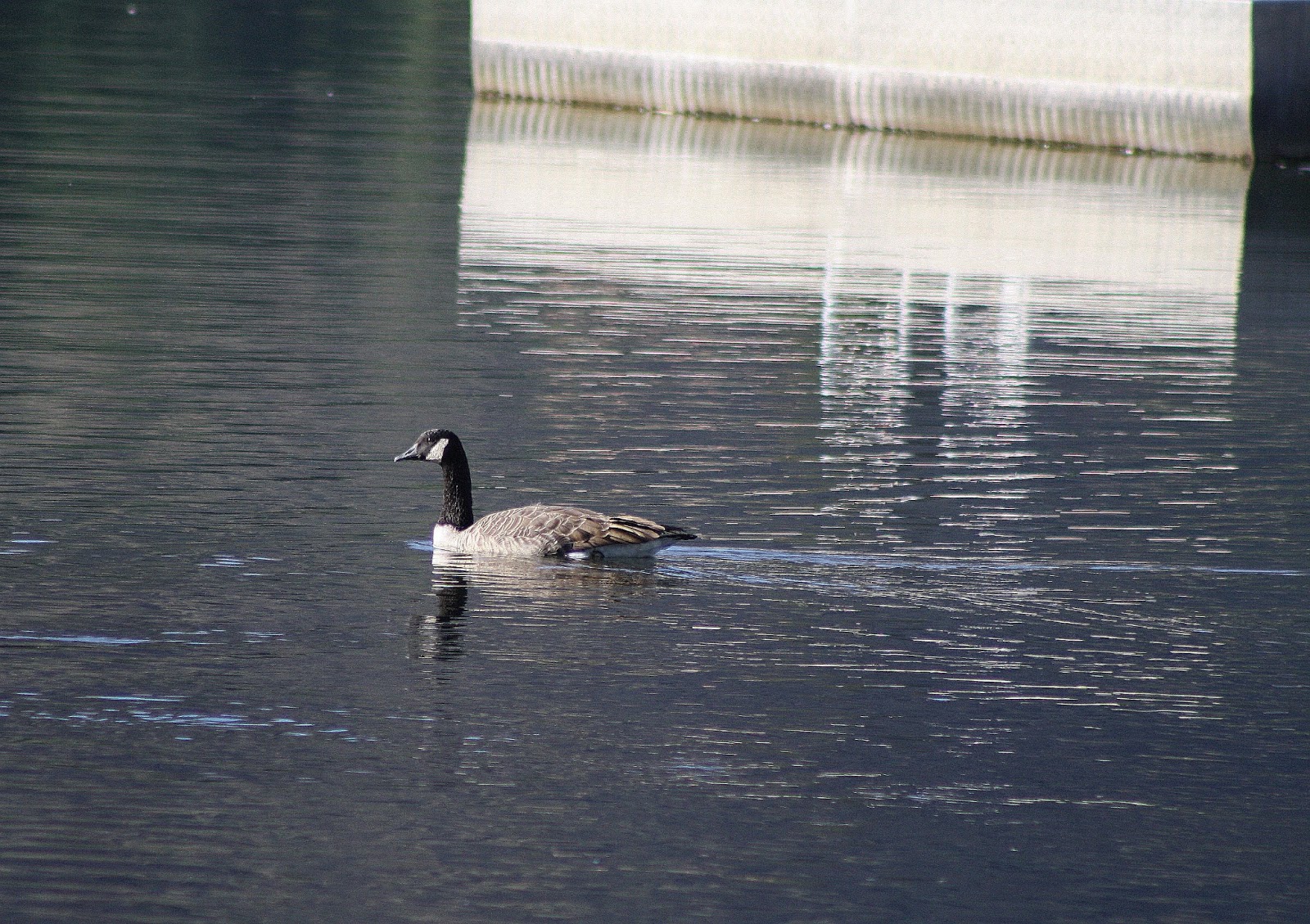 buy canada goose queenstown buy canada goose queenstown